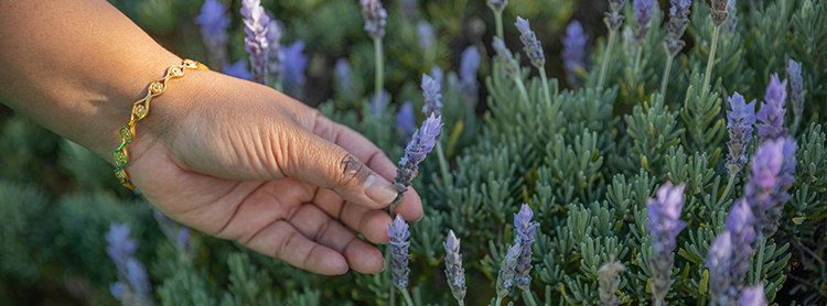 Woman's hand picking lavender